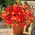 Daynight Faux Petunias Artificial Flowers Plants for Outdoor Plant Decoration,Fake Petunias Realistic Silk Flowers for Porch Yard Garden Window Indoor Decor. (16, Red)