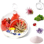 Creations by Nathalie - DIY Terrarium Kit with Live Air Plant (Local & Fresh from Florida), Glass Globe, Reindeer Moss, Figurine, Healing Crystal Chips and Sand - Handmade in USA