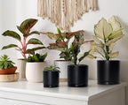 D'vine Dev Black Terracotta Pots for Plants, 4.2 Inch 5.3 Inch 6.5 Inch, Succulent Planter Pot with Drainage and Saucer, 40-T-A-2