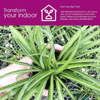 Solid Green Spider Plant Large Size - Low Maintenance, Air-Purifying, Thrives in Home & Office - Perfect for Plant Enthusiasts - Live Houseplant in Potting Soil (1)