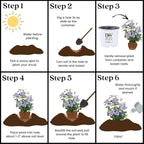 Proven Winners 2 Gal. Blue Chiffon Rose of Sharon (Hibiscus) Shrub