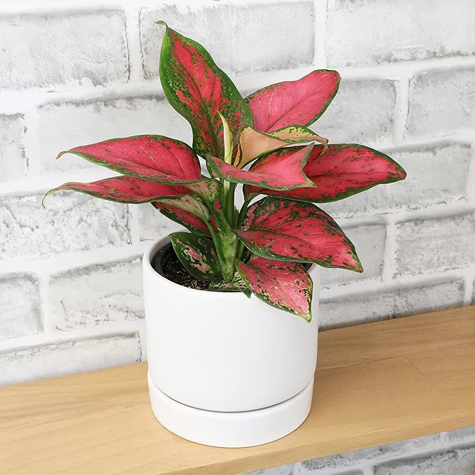 Live Aglaonema Chinese Evergreen Plant 'Beauty', Indoor Houseplant for Home or Office, Air Purifying Real Indoor Plants for Beginners, Variegated Tropical Houseplants, Easy to Grow
