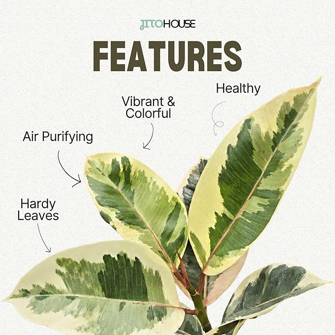 Ficus Tineke Live Variegated Full Size Rubber Plant | Easy Care Indoor Plant, Air Purifier Houseplant for Home & Office | Colorful Green, Cream & Pink Leaves in 4” Pot - JitoHouse