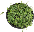 String of Turtles Live Plant Hanging Basket, Pet Friendly Live Indoor Plants, Peperomia prostrata Succulent, Real Houseplant, Non-Toxic Houseplants for Home or Office