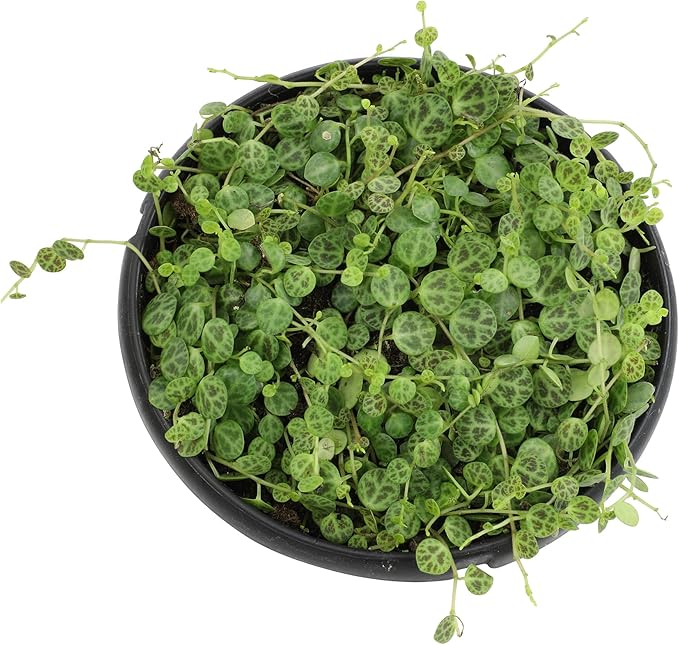 String of Turtles Live Plant Hanging Basket, Pet Friendly Live Indoor Plants, Peperomia prostrata Succulent, Real Houseplant, Non-Toxic Houseplants for Home or Office