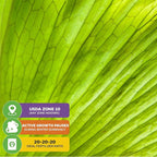 Elephant Staghorn Ferns – Platycerium elephantotis by Wellspring Gardens – Bold, Rounded Fronds – Unique Foliage – Great for Mounting, Walls, or Hanging Displays (2-Pack)