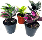 JM BAMBOO Calathea Party of 2 Live Plants 'Unique by JMBamboo'