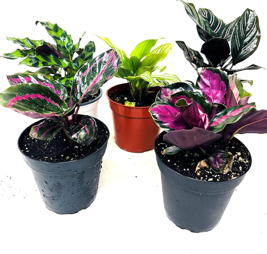 JM BAMBOO Calathea Party of 2 Live Plants 'Unique by JMBamboo'