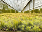 ragnaroc Air Plants - Tillandsia Funckiana, Large 5" - 1ct - Live Arrival Guaranteed - House Plants for Home Decor & Gift
