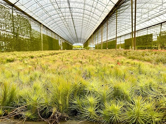 ragnaroc Air Plants - Tillandsia Funckiana, Large 5" - 1ct - Live Arrival Guaranteed - House Plants for Home Decor & Gift