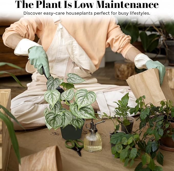 Philodendron Brandi Live Plant [Winter Thermal Packaging Included] | House Live Plants | Living Room Decor, Office Decor, Desk & Bathroom Decor | Silver Leaf | 4.5inch (Ceramic Pot Not Included)