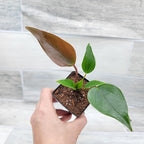 Anthurium Tiny Purple in 4 inch Nursery Plant Pot Live Rare Exotic Tropical Indoor House Plants Easy to Grow Housewarming Gift Decoration Gift for Home or Office by 3exoticgreen