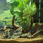 majoywoo Natural Small Driftwood for Aquarium Decor Fish Tank Decorations, Assorted Spider Wood Branch 2-4.5" 10 Pcs, Reptile Decor
