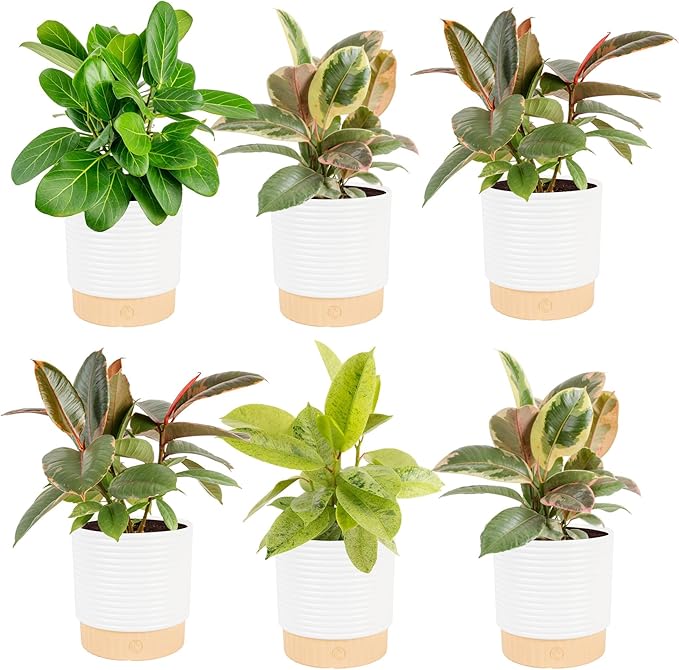 Costa Farms Indoor Live Plants in Decorative Pot, Indoor Houseplant, Perfect for Home, Room, or Office Decor, Great House Warming or Birthday Gift, 12-18 Inches Tall, Pack of 6
