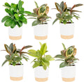 Costa Farms Indoor Live Plants in Decorative Pot, Indoor Houseplant, Perfect for Home, Room, or Office Decor, Great House Warming or Birthday Gift, 12-18 Inches Tall, Pack of 6