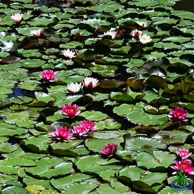 Nymphaea Attraction Red Hardy Water Lily Tuber Rhizome Live Aquatic Plants for Pond Water Garden