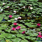 Nymphaea Attraction Red Hardy Water Lily Tuber Rhizome Live Aquatic Plants for Pond Water Garden