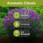 KVITER 2000 English Lavender Seeds for Planting Outdoor & Indoor (Lavandula angustifolia) – True Lavender Flowers, Heirloom Perennial, Non-GMO – Organic Herb Seeds for Outdoor Garden, Flower Beds