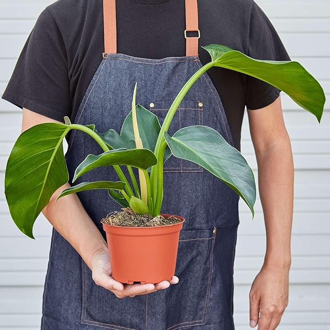 Philodendron Congo Green Live Plant for Indoor | Different Houseplants in 4'' & 6'' Pot | Real House Plant for Living Room, Office, Desk & Bathroom | Congo Green