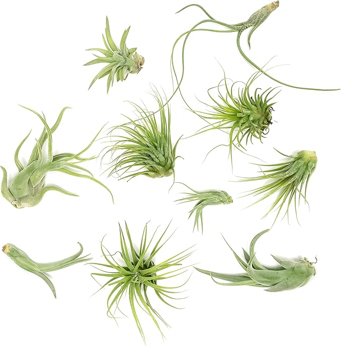 Air Plant Low Light House Plants Box 10PK, Tillandsia Air Plants Live Houseplants Live Indoor Plants Live Succulents Plants Live Terrarium Plants Live, Air Plant Holder Airplant Kit by Plants for Pets