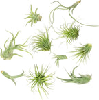 Air Plant Low Light House Plants Box 10PK, Tillandsia Air Plants Live Houseplants Live Indoor Plants Live Succulents Plants Live Terrarium Plants Live, Air Plant Holder Airplant Kit by Plants for Pets