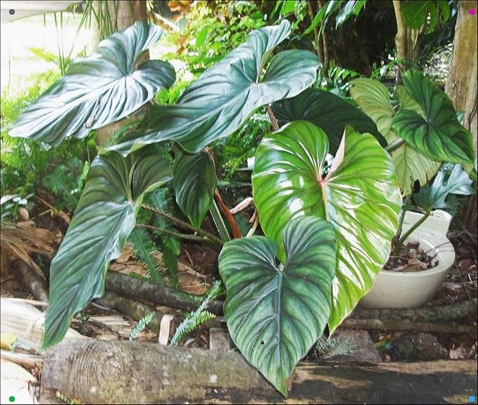 Plowmanii Philodendron - Live Plant in a 2 Inch Pot - Rare and Elegant Indoor Houseplant