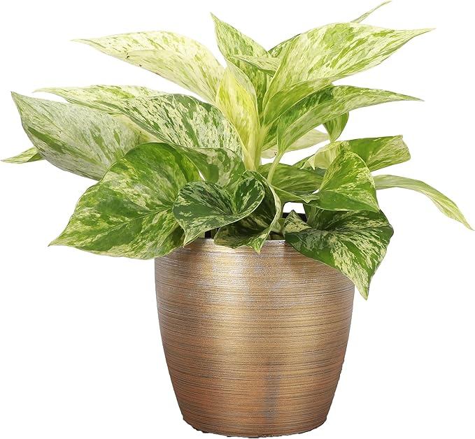 Thorsen's Greenhouse Marble Queen Pothos, Live Indoor Plant, Easy to Grow, Rare Variegated Houseplant, Natural Air Purifier, 4-inch Diameter Pot (Gold)