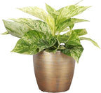 Thorsen's Greenhouse Marble Queen Pothos, Live Indoor Plant, Easy to Grow, Rare Variegated Houseplant, Natural Air Purifier, 4-inch Diameter Pot (Gold)
