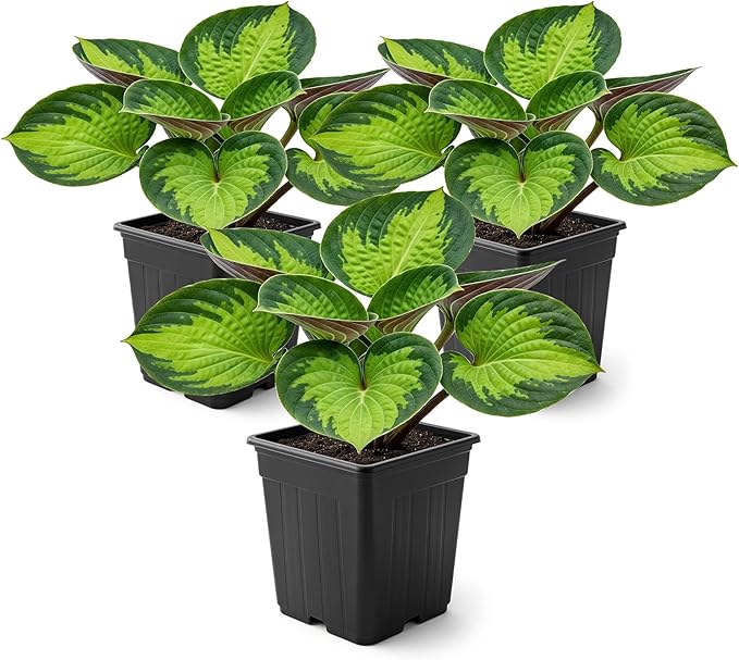 Live Perennial Hosta - Rainforest Sunrise (3 Plants Per Pack) Beautiful Accent Plant, 10" Tall by 4" Wide in 1 Qt Pot