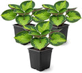 Live Perennial Hosta - Rainforest Sunrise (3 Plants Per Pack) Beautiful Accent Plant, 10" Tall by 4" Wide in 1 Qt Pot