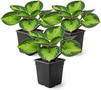Live Perennial Hosta - Rainforest Sunrise (3 Plants Per Pack) Beautiful Accent Plant, 10" Tall by 4" Wide in 1 Qt Pot