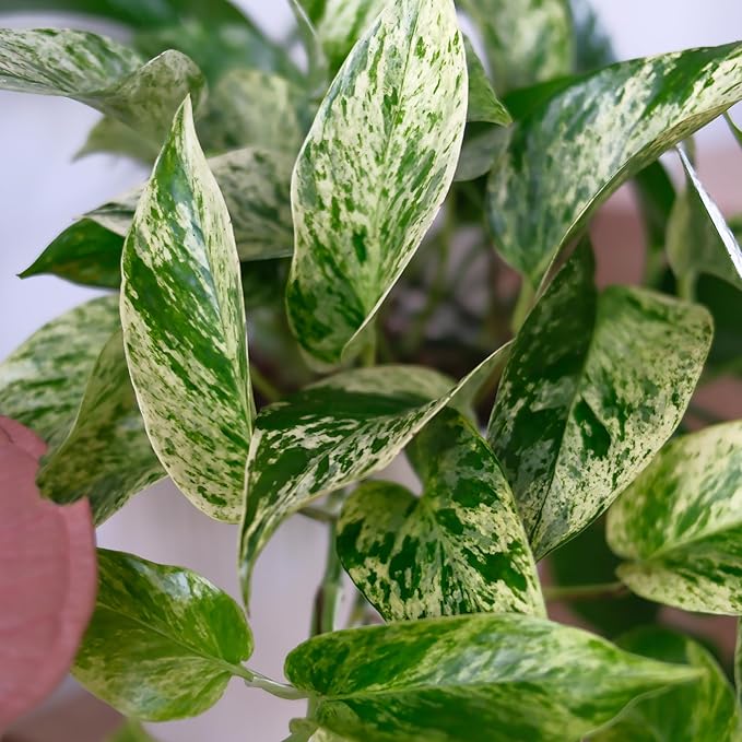 Marble Queen Pothos Plant in 4 Inch Planter Pot for Plants, Low Light Plants Live Houseplants, Pothos Live Plant Decor, Live Plants Indoor Plants Live Houseplants Live Indoor Plants by Plants for Pets