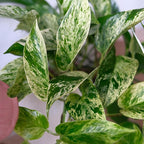 Marble Queen Pothos Plant in 4 Inch Planter Pot for Plants, Low Light Plants Live Houseplants, Pothos Live Plant Decor, Live Plants Indoor Plants Live Houseplants Live Indoor Plants by Plants for Pets