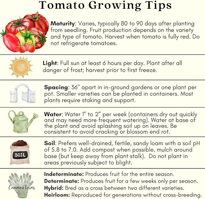 Clovers Garden Juliet Tomato Plants- Two (2) Live Plants – Non-GMO - Not Seeds – Each 4"-8" Tall in 4 Inch Pots - Plum-Type, Crack-Resistant