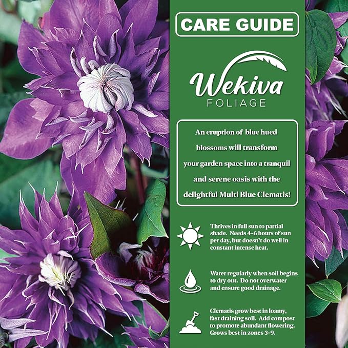 Clematis Multi Blue - Live Starter Plant in a 2 Inch Growers Pot - Starter Plants Ready for The Garden - Rare Clematis for Collectors