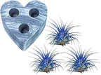 Air Plants - Tillandsia Ionantha - Organically Enhanced Color - Live Arrival Guaranteed - House Plants for Home Decor & Gift (Blue Bell 3pk + Heart)