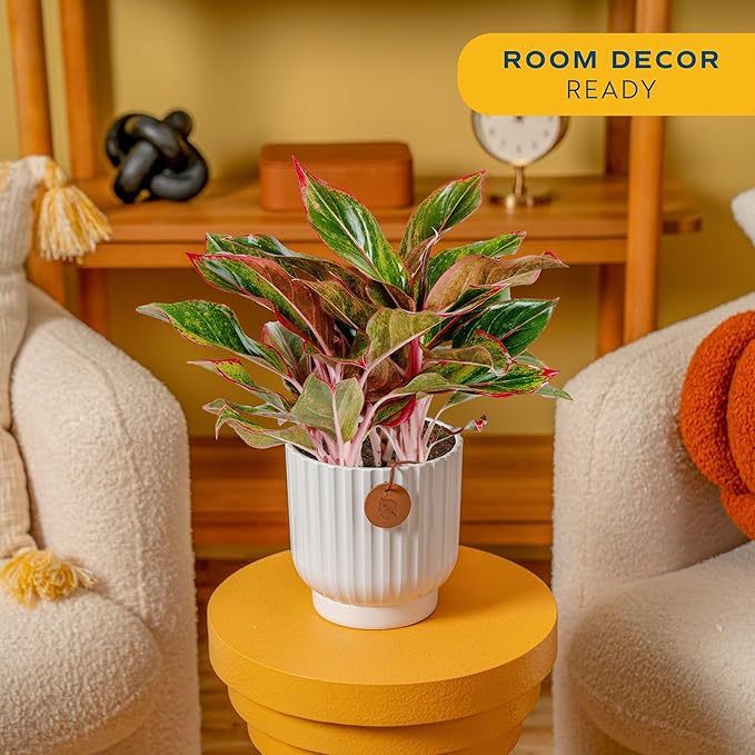 Costa Farms Chinese Evergreen, Easy to Grow Live Indoor Plant Aglaonema, Potted Houseplant in Cute Decor Pot, Everyday Gift for Mom, Wife, Daughter, Son Room Decor, 1 Foot Tall