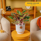 Costa Farms Chinese Evergreen, Easy to Grow Live Indoor Plant Aglaonema, Potted Houseplant in Cute Decor Pot, Everyday Gift for Mom, Wife, Daughter, Son Room Decor, 1 Foot Tall