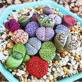 20 Multicolor Lithops Plants Live, Mix Lithops Succulents Plants Live, Rare Living Stones Indoor Outdoor Plant, Bare Root Without Pot and Soil