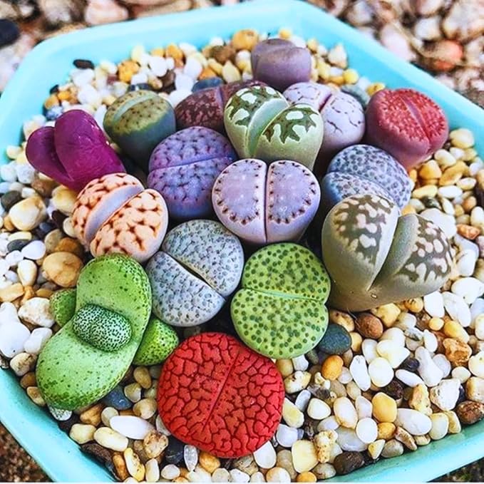 20 Multicolor Lithops Plants Live, Mix Lithops Succulents Plants Live, Rare Living Stones Indoor Outdoor Plant, Bare Root Without Pot and Soil