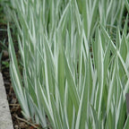 Japanese Variegated Iris, a Great Live Pond Plant for Your Water Garden. Filters The koi and Goldfish Pond. Good for Bogs, Plant Shelf or Shallow Water This marginal Aquatic is a Real Beauty