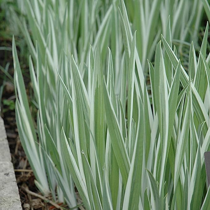 Japanese Variegated Iris, a Great Live Pond Plant for Your Water Garden. Filters The koi and Goldfish Pond. Good for Bogs, Plant Shelf or Shallow Water This marginal Aquatic is a Real Beauty