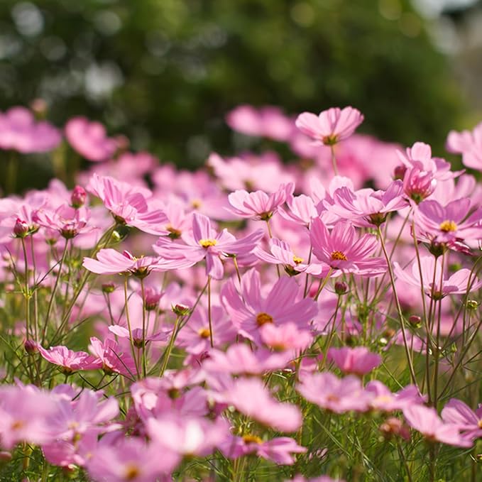 300pcs Pink Dwarf Cosmos Seeds for Planting, Rare Perennial Flower Seeds to Plant, Heirloom Non-GMO Dwarf Home Garden Open Pollinated Wildflowers for Outdoors