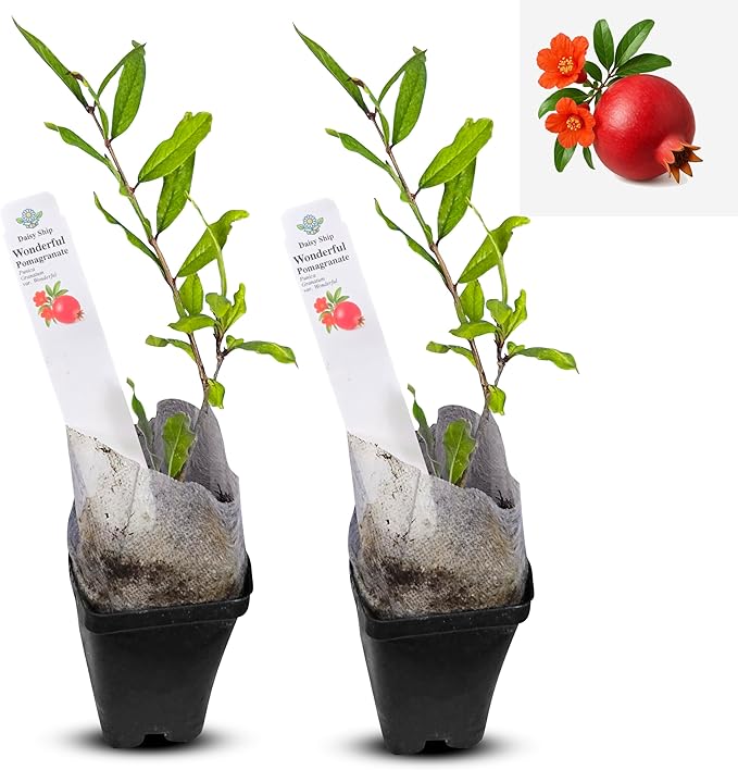 Live Pomegranate 'Wonderful' Plants (Punica Granatum 'Wonderful') - Fruit-Bearing, Drought-Tolerant, Easy to Grow (2 Pomegranate Wonderful Cups)