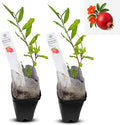 Live Pomegranate 'Wonderful' Plants (Punica Granatum 'Wonderful') - Fruit-Bearing, Drought-Tolerant, Easy to Grow (2 Pomegranate Wonderful Cups)