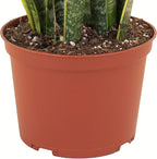 Shop Succulents | Standing Collection | Hand Selected, Air Purifying Live Sansevieria Laurentii Snake Indoor House Plant in 6" Grow Pot