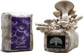 Blue Oyster Mushroom Grow Kit by Oakland Mushroom Co. | Handmade with Organic Ingredients | Ready to Grow | Harvest in 7-10 Days