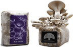 Blue Oyster Mushroom Grow Kit by Oakland Mushroom Co. | Handmade with Organic Ingredients | Ready to Grow | Harvest in 7-10 Days