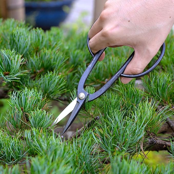 KAKURI Ashinaga Bonsai Scissors Made in Japan 8", Japanese Carbon Steel Blade, Long Handle Bonsai Shears for Precision Pruning and Trimming