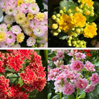 1000+ Kalanchoe Flower Seeds for Planting, Perennial Kalanchoe Flower Seed, Non-GMO Heirloom Rare Limonium Statice Flower Seeds for Home Garden